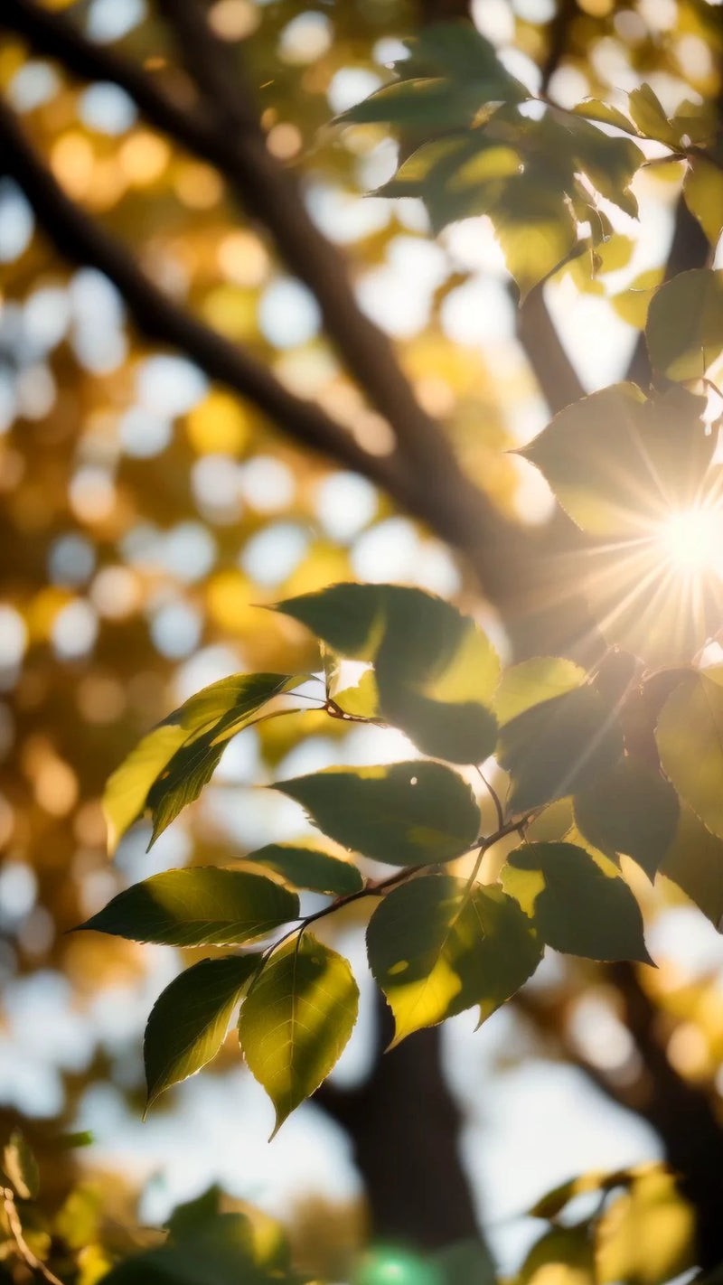 עוגן יומיומי